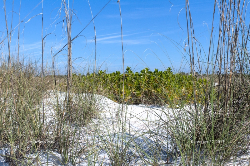 Gulf Beach Seagrass