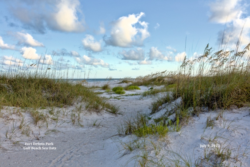 Gulf Beach Sea Oats