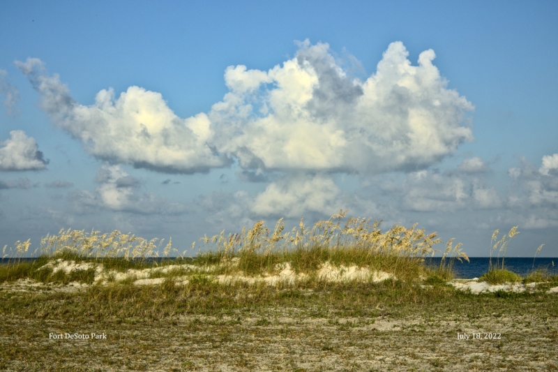 Gulf Beach Sea Oats